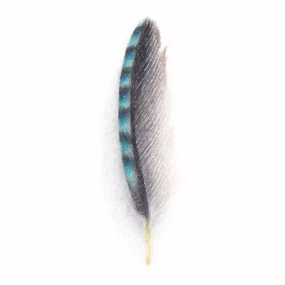 Jay Feather Coloured Pencil Illustration
